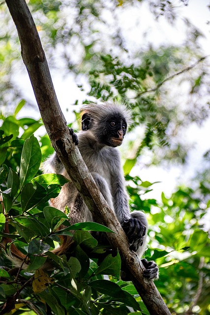 Free Monkey Ape photo and picture