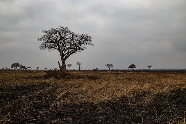 Free Safari Tanzania photo and picture
