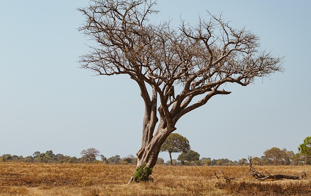 Free Safari Africa photo and picture