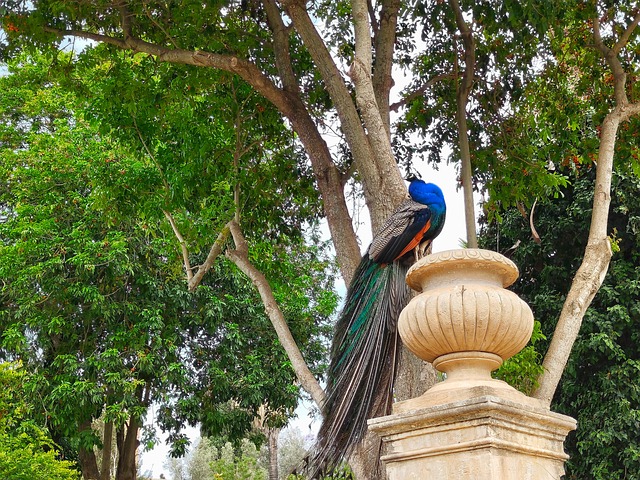 Pavo Real, Naturaleza, Pájaro, Plumaje