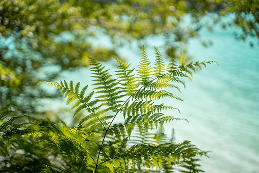 Free Ferns Caribbean photo and picture