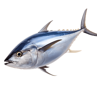 Atum, Peixe, Frutos Do Mar, Comida