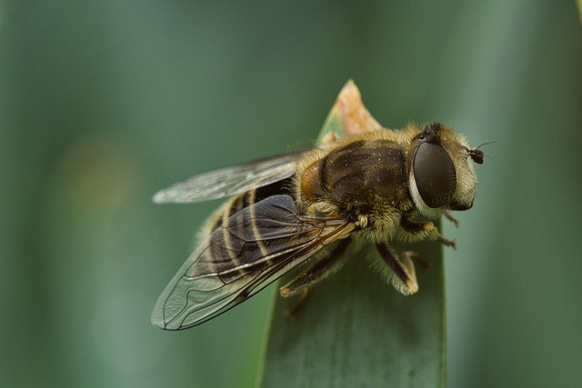 Hoverfly Insect Macro - Free photo on Pixabay - Pixabay