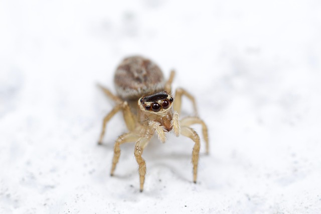 Free Jumping Spider Spider photo and picture