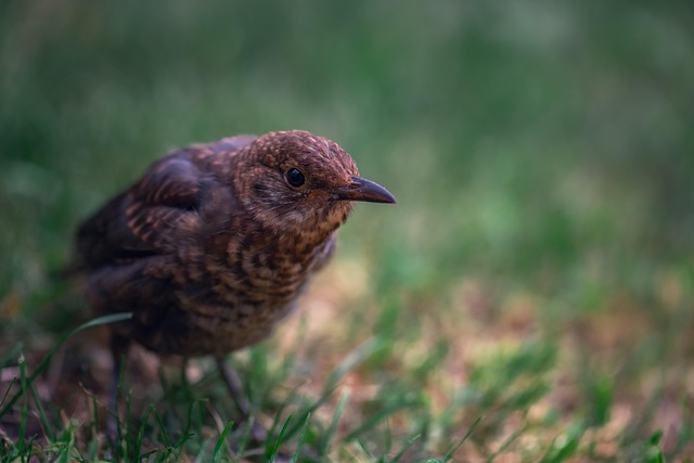 Free Blackbird Bird photo and picture