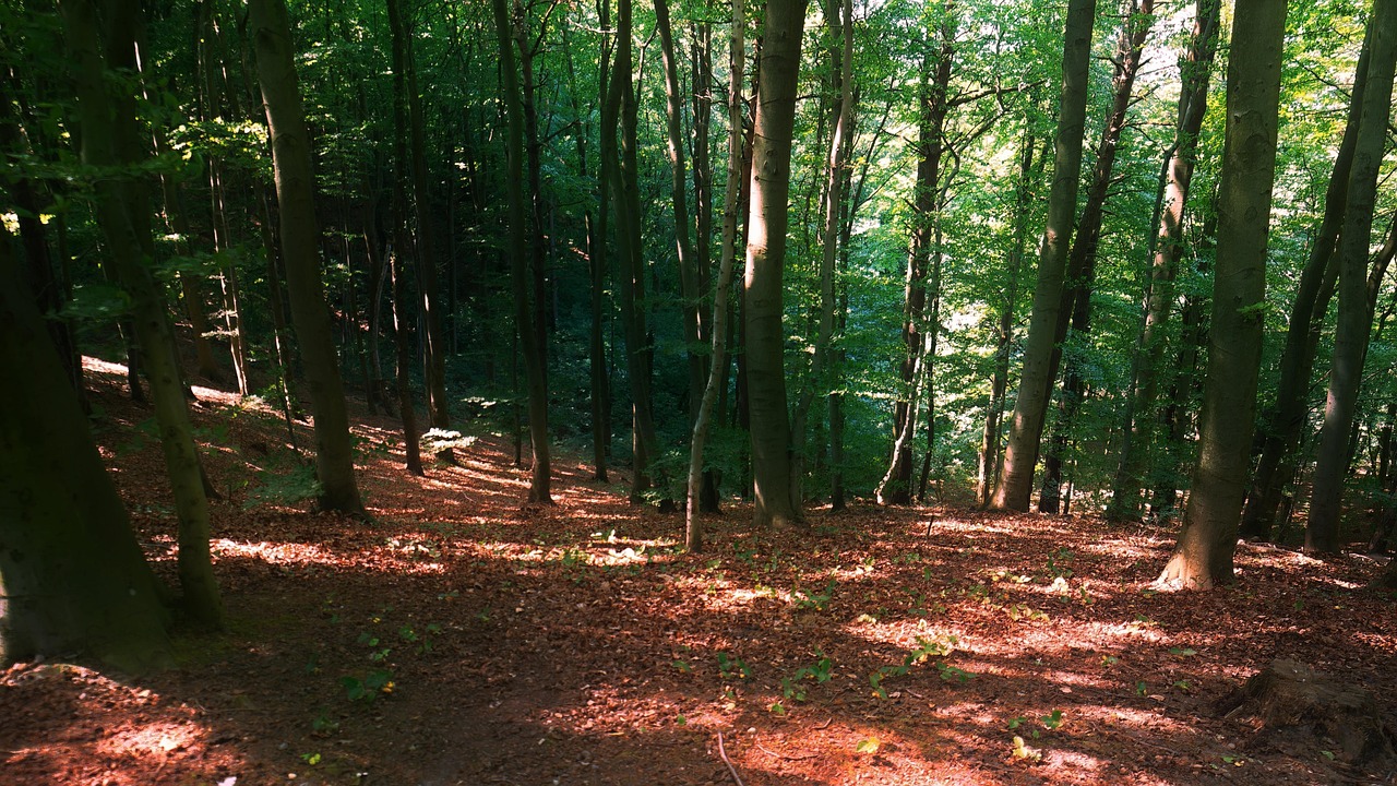 landscape, naturally, forest, woods, trees, soil, ground, leaves, greene, nature, sunny, shadows