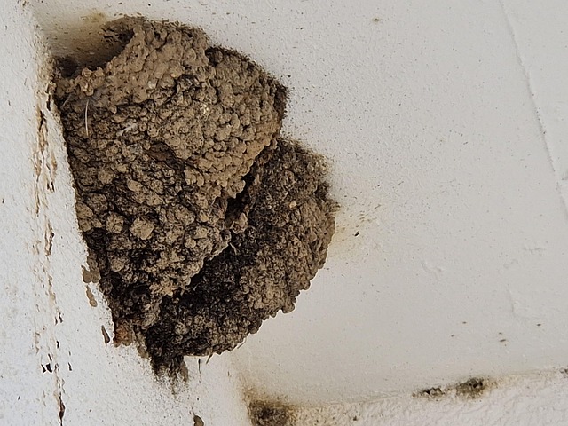 Free Nest Nature photo and picture
