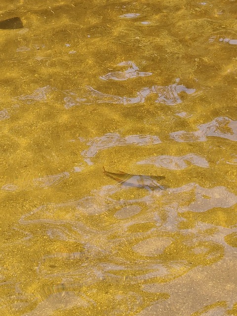 Free Lake Beach photo and picture