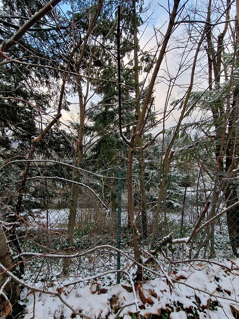 Free Tree Snow photo and picture