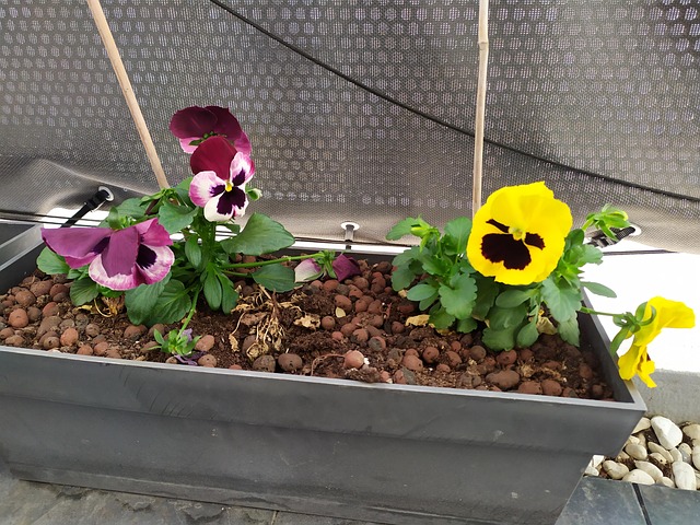 Free Flower Box Flowers photo and picture