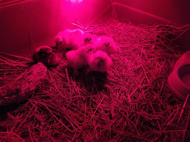 Free Chick Incubator photo and picture