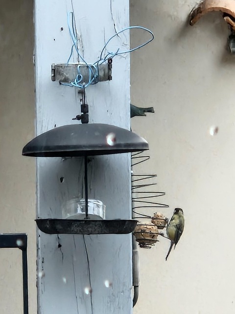 Free Bird Manger photo and picture
