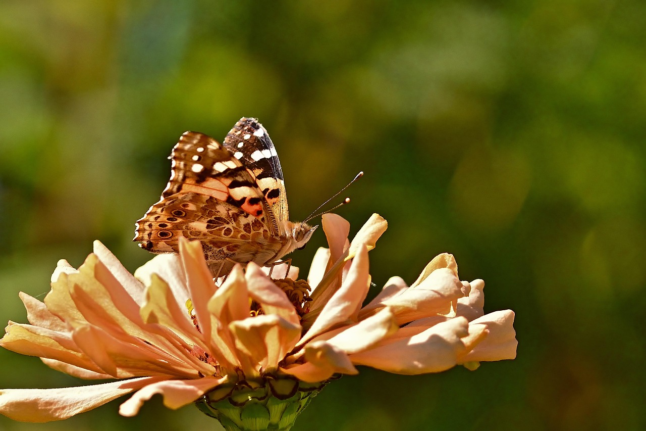 Butterfly Distelfalter Insect - Free photo on Pixabay - Pixabay