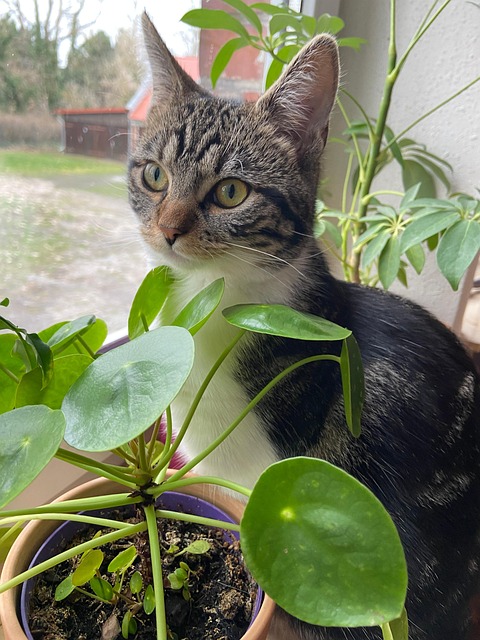 Free Cat Kitten photo and picture