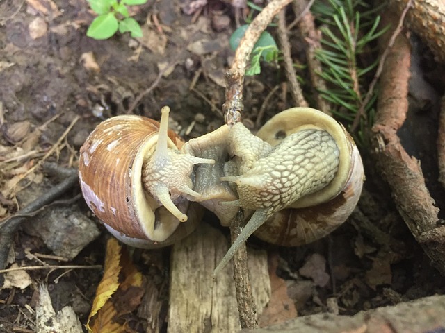 Free Snail Escargots photo and picture