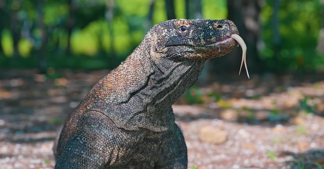 Free Animal Reptile photo and picture