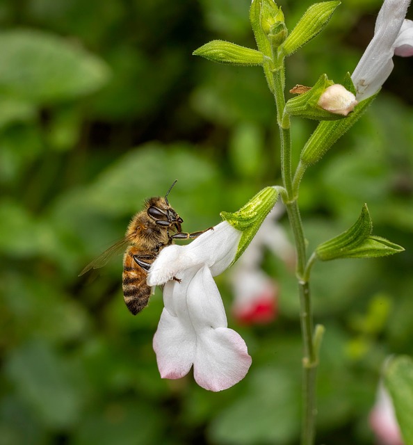 Download free HD stock image of Bee Honey Bee Free bee honey bee insect illustration