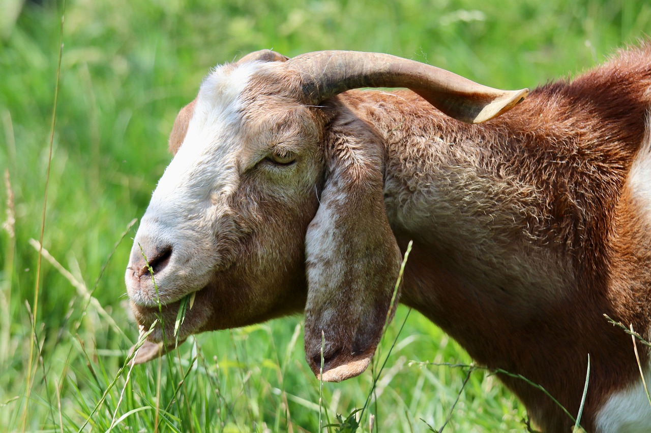 Goat Animal Ruminant - Free photo on Pixabay - Pixabay