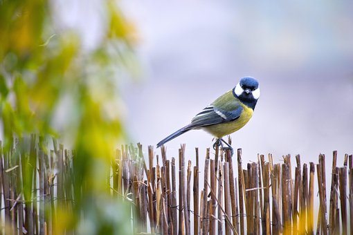 Natuur, Vogel, Dier, Veerkracht, Zanger