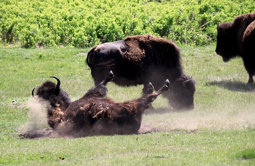 Free Bison Sand photo and picture