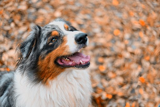 Australische Herder, Hond, Dier