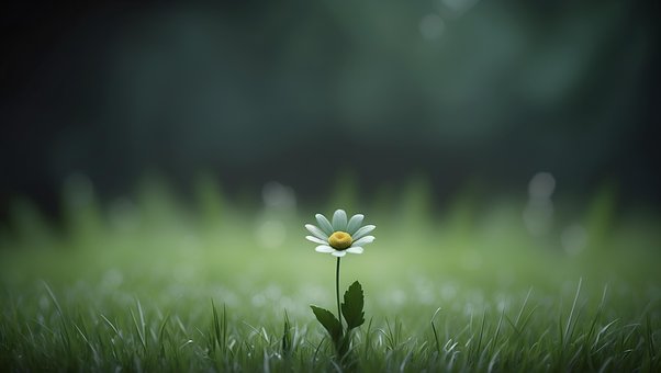 Ai Generat, Floare, Plantelor, Petale