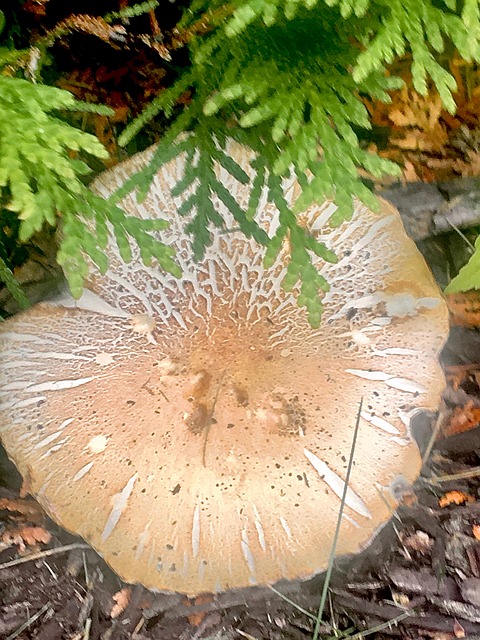 Free Mushrooms Stump photo and picture