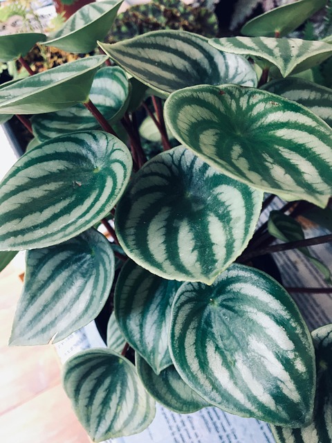 Free Plant Nature photo and picture