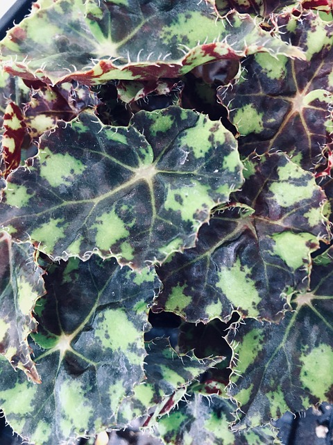 Free Plant Sheets photo and picture