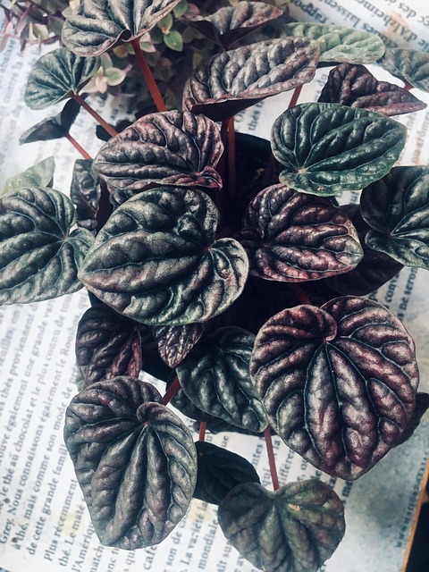 Free Plants Sheets photo and picture
