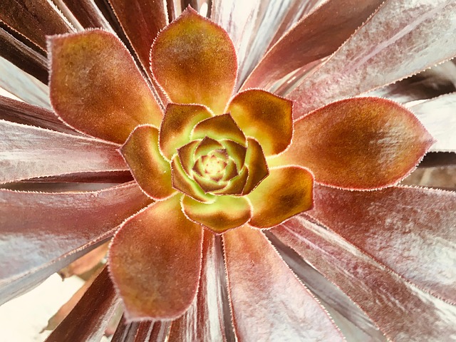 Free Foliage Plants photo and picture