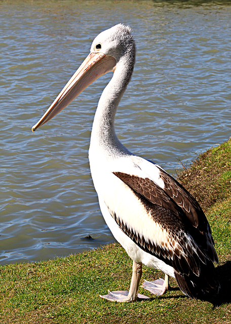 Pelikaan, Natuur, Vogel