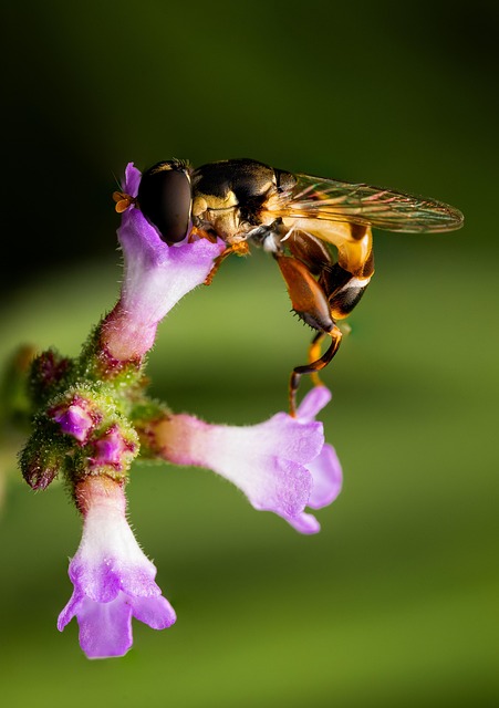 Free Fly Flowers photo and picture