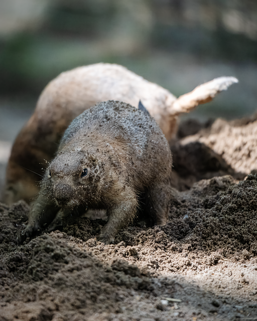 Free Prairie Dog Rodent illustration and picture