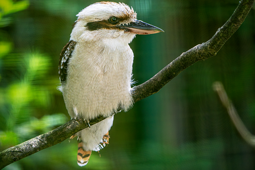 Free Kingfisher Kookaburra illustration and picture