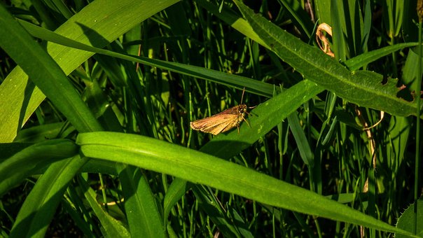 Møl, Vinger, Sommerfugl, Mothra, Natur