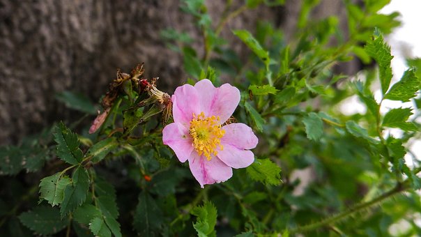 Prærie, Blomst, Lyserød Blomst, Lyserød