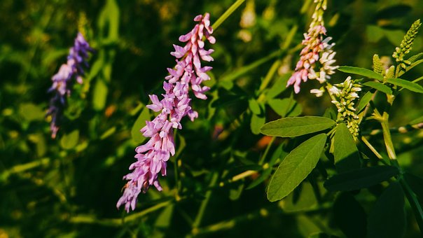 Prærie, Blomst, Lyserød Blomst, Lyserød
