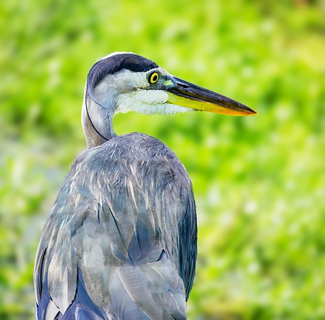 Blauer Reiher, Vogel, Tier, Tierwelt