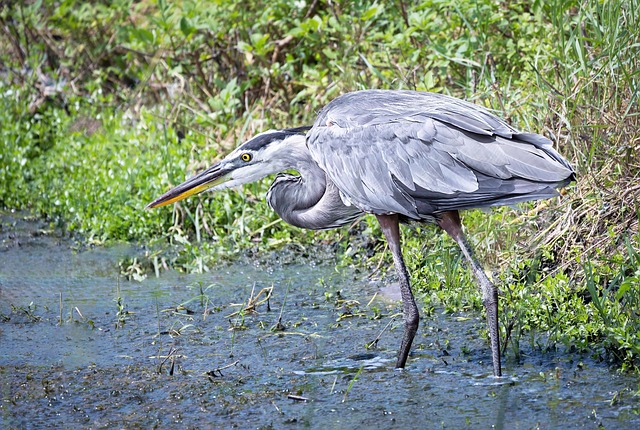 Blauer Reiher, Vogel, Tier, Fluss