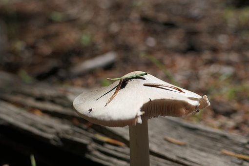 Pilz, Natur, Wald, Nieder, Wurf, Herbst