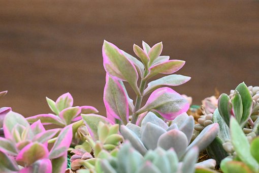 Free Cactus Succulents photo and picture