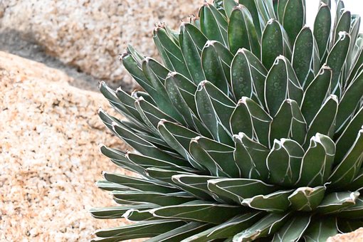 Free Desert Cactus photo and picture