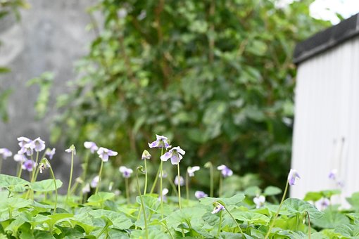 Free Natural Green photo and picture