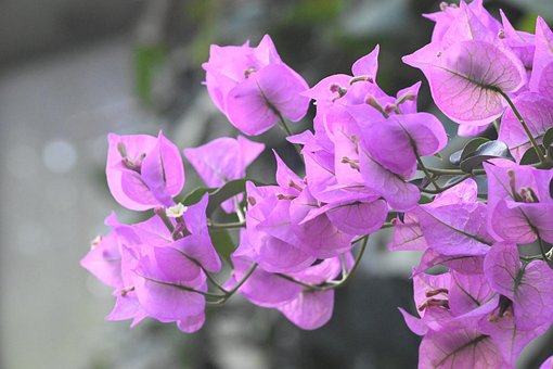 Free Pink Purple photo and picture