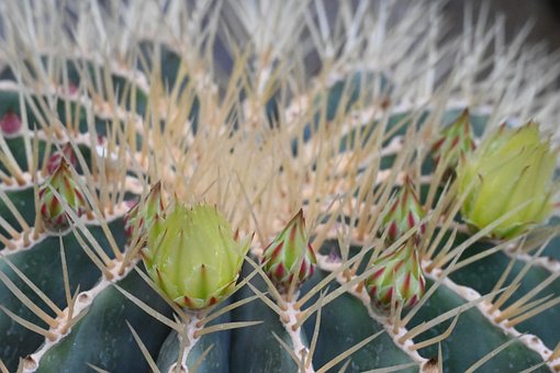 Free Thorn Cactus photo and picture