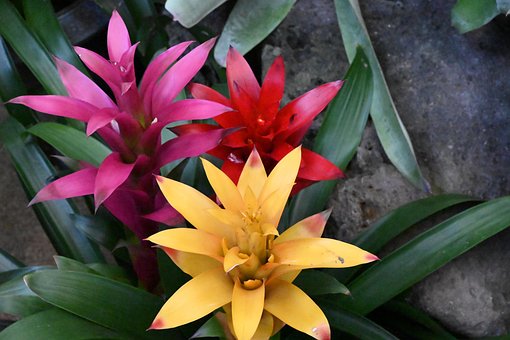 Free Flowers Vivid photo and picture