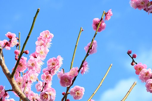 Free Plum Flowers photo and picture