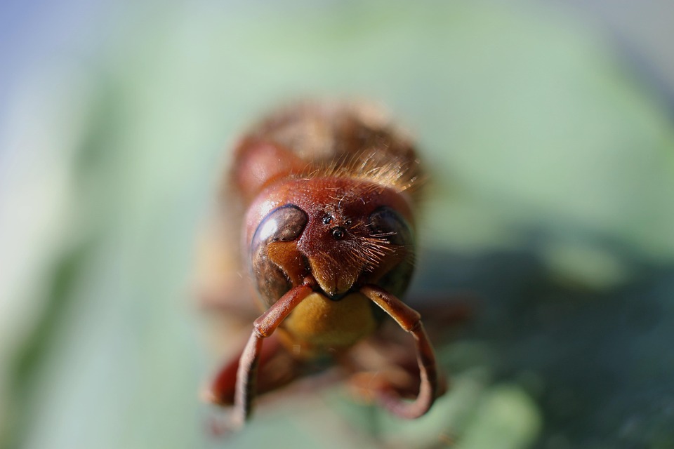 Insect I'm Insect Close Up Macro - Free photo on Pixabay