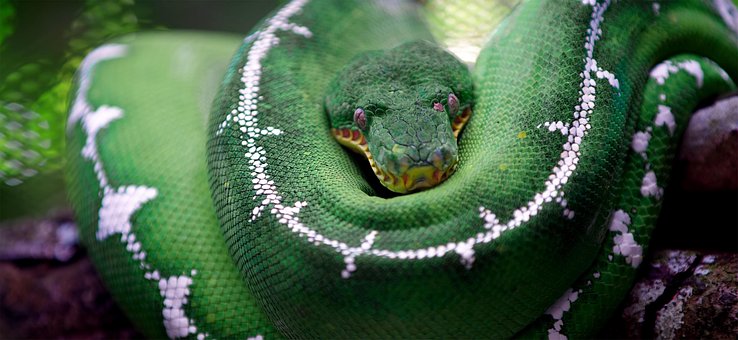 Free Snake Animal photo and picture